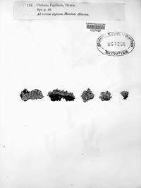 Pycnothelia papillaria image